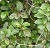 Gymnema sylvestre