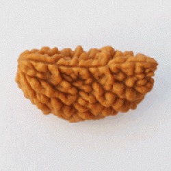 Rudraksha Beads