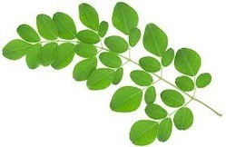 Moringa Powder