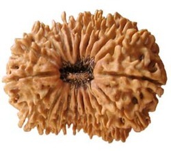 Rudraksha Beads