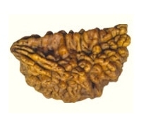 Rudraksha Beads