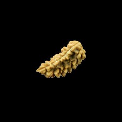 Rudraksha Beads