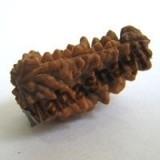 Rudraksha Beads