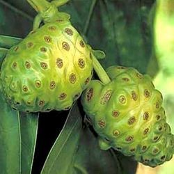 Noni Juice