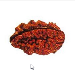 Rudraksha Beads