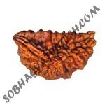 Rudraksha Beads