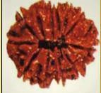 Rudraksha Beads