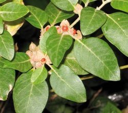 Ashwagandha Leaves