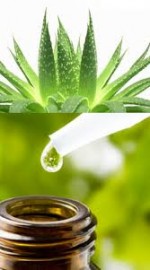 Aloe Vera Oil