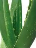 Aloe Vera Gel