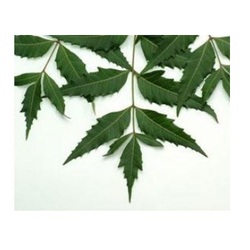 Neem leaves