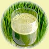 WHEAT GRASS JUICE