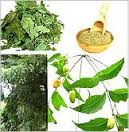 Neem products