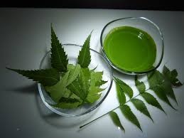 Neem leaves