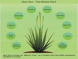 Aloe vera