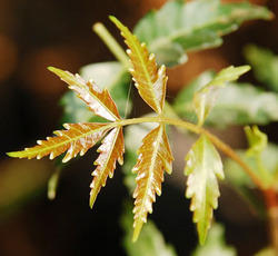 Neem leaves