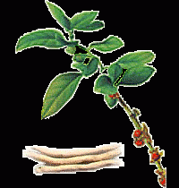 Ashwagandha Extract