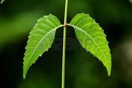 Neem Leaves