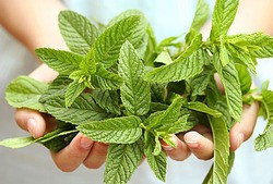 Mentha Oil