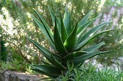 Aloe Vera Products