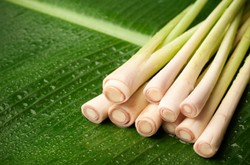 Lemongrass Oil