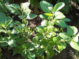 Ashwagandha