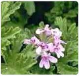 Geranium Oil