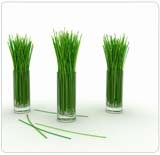 Lemongrass Oil