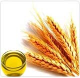 Wheat Germ Oil