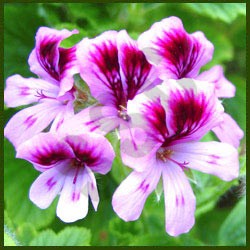 Geranium Oil