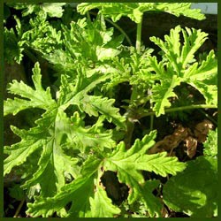 Citronella Oil