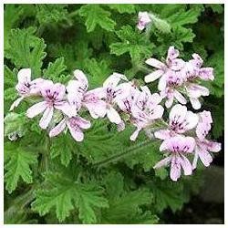 Geranium Oil