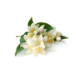 Jasmine Oil