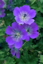 Geranium Oil