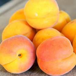 Apricot Oil