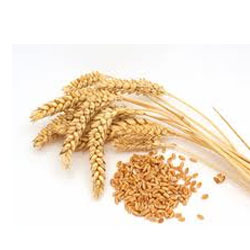 Wheat Germ Oil