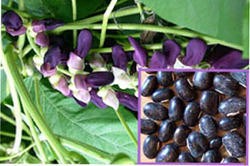 Mucuna Pruriens