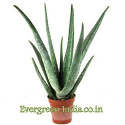 Aloe Vera Plants