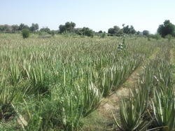 Aloe vera Plants