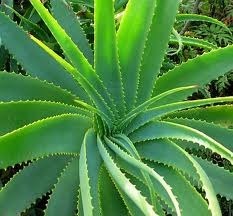 Aloe Vera plants