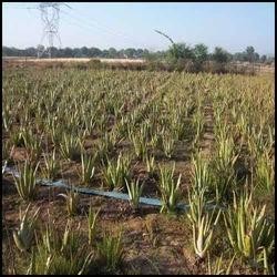 Aloe vera Plants