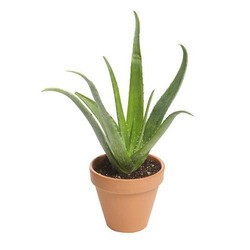 Aloe Vera Plants