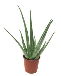 Aloe Vera Plants