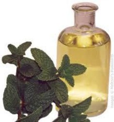 Spearmint Oil