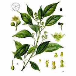 Camphor Oil