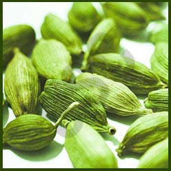 Cardamom Oil