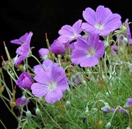 Geranium Oil