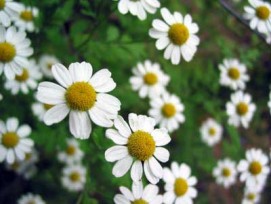 Chamomile Oil