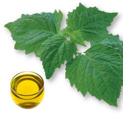 Patchouli Oil