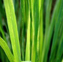 Lemongrass oil